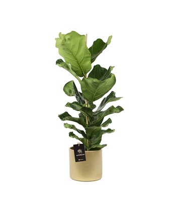 Ficus Lyrata-Pandora Kauçuğu İthal Saksıda 140 cm